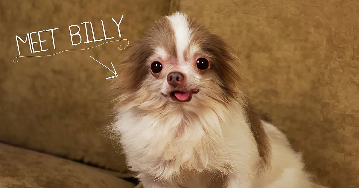 This Little Puppy Was Jailed in a Rusty Cage, Until a Man Did This & Changed His Life. Beautiful!