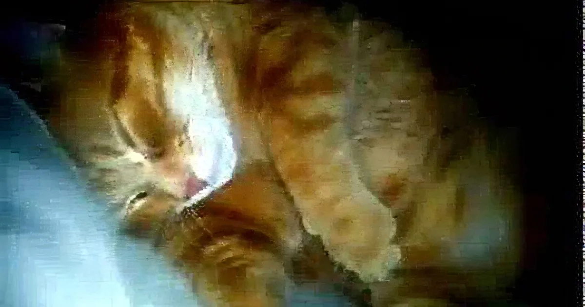 A close-up of a sleeping orange tabby cat with white markings, curled up on a light surface.