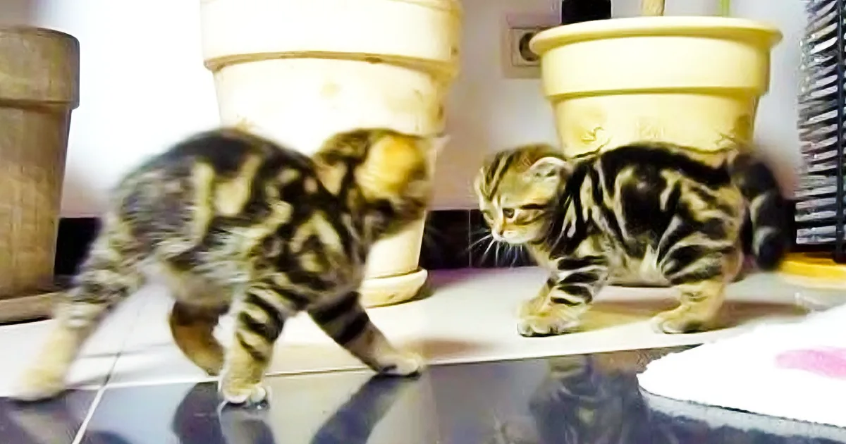 These Precious Kittens Are Doing What Kittens Do Best: Being Adorably Cute!