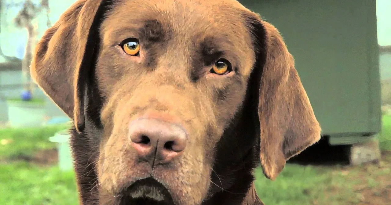 A close-up of a chocolate Labrador Retriever with expressive eyes and floppy ears.