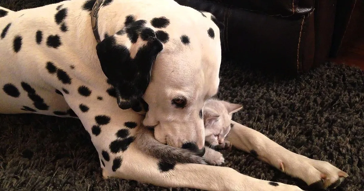 Is There Anything Cuter Than a Sleepy Kitten Cuddling With a Dog? My Heart Is Melting!