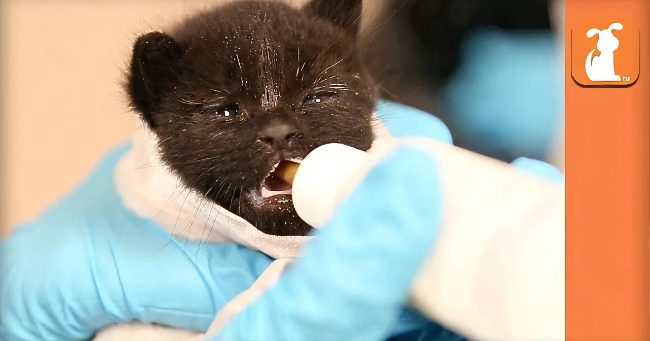 ''Warning: Cuteness Overload! This Kitten Nursery Is the Cutest Thing I''ve Seen All Day!''