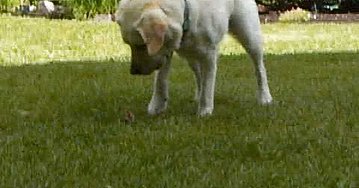 A Dog and a.... Squirrel? Yep! This Unlikely Pair Is for Real, and Incredibly Too Cute!
