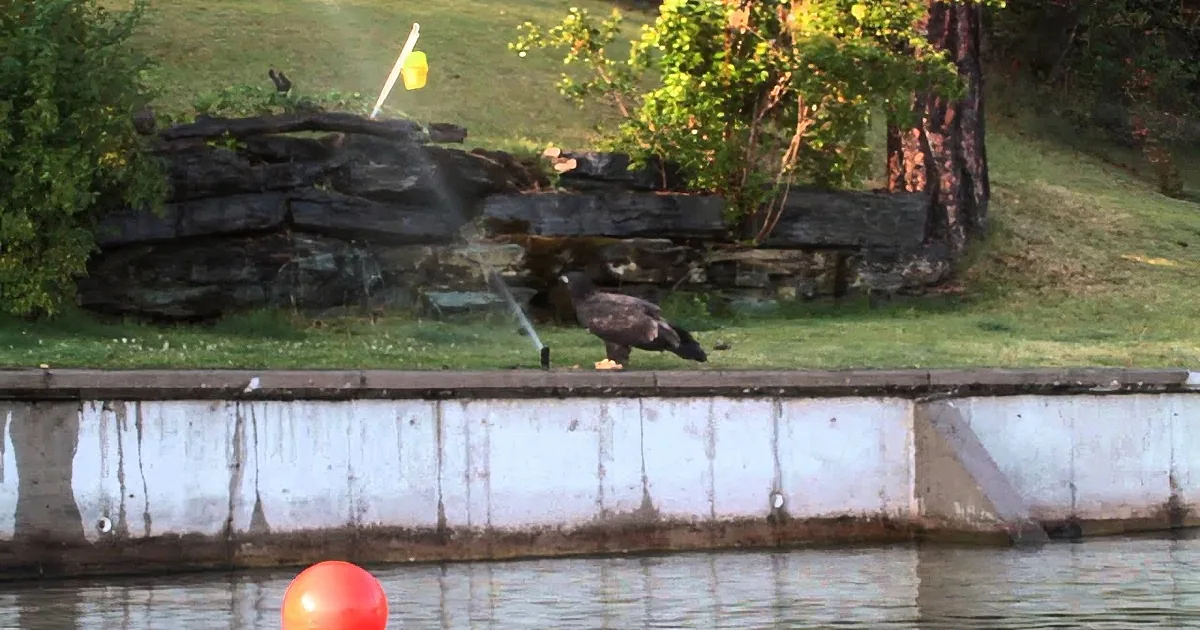 A bird perches on a concrete ledge near a body of water with a red buoy in the foreground.