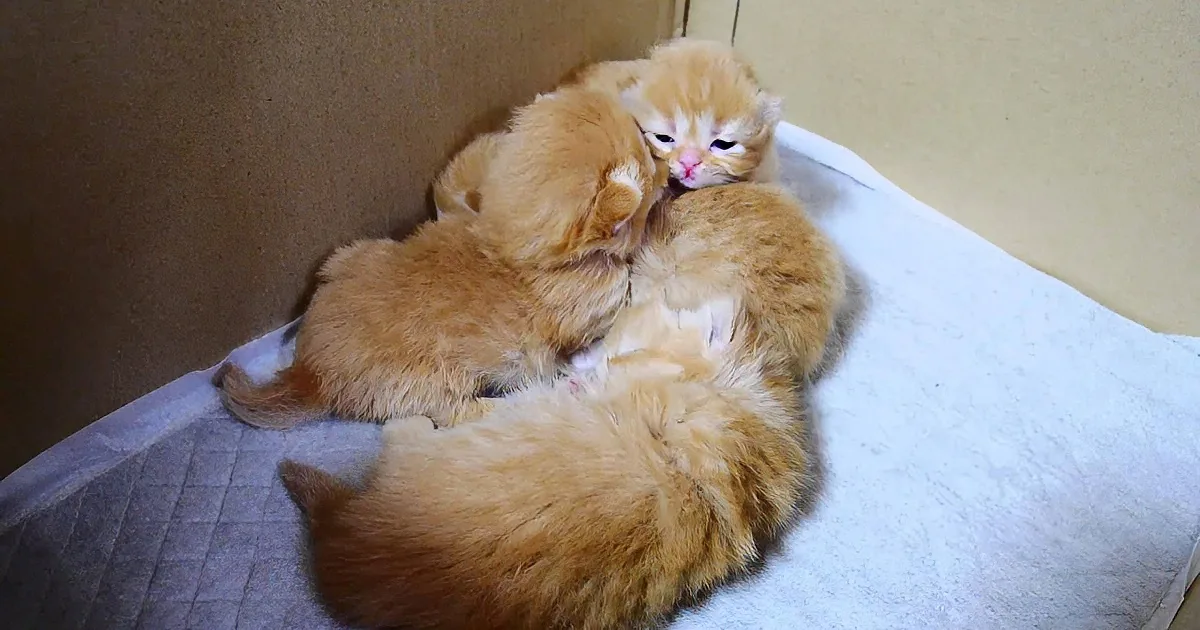 Seeing One Kitten Yawn Is Cute, but Four Kittens Yawning in Harmony? Cuteness Overload!