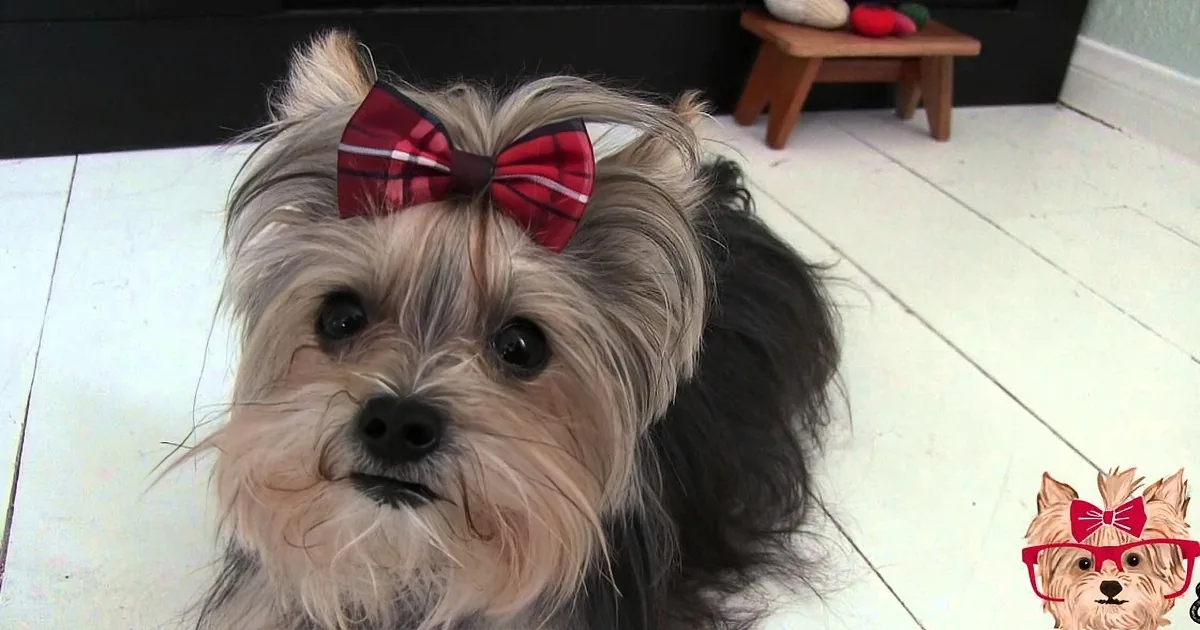 A small dog with a red bow on its head is lying on a white floor, looking directly at the camera.