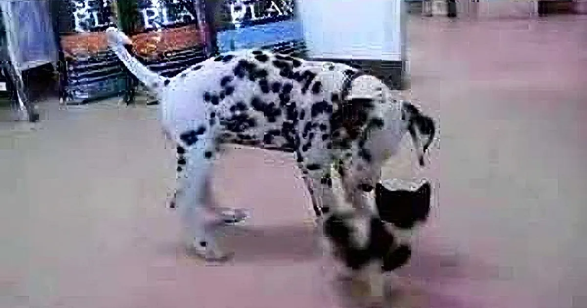 Skipper, the Adorable Dalmatian, Sees a Kitten for the First Time and His Reaction Is Priceless!