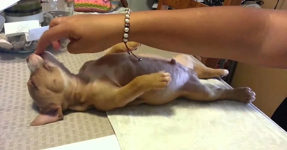 Puppy Refuses to Even Think About Waking up From His Nap, Clearly Has His Priorities in Order!