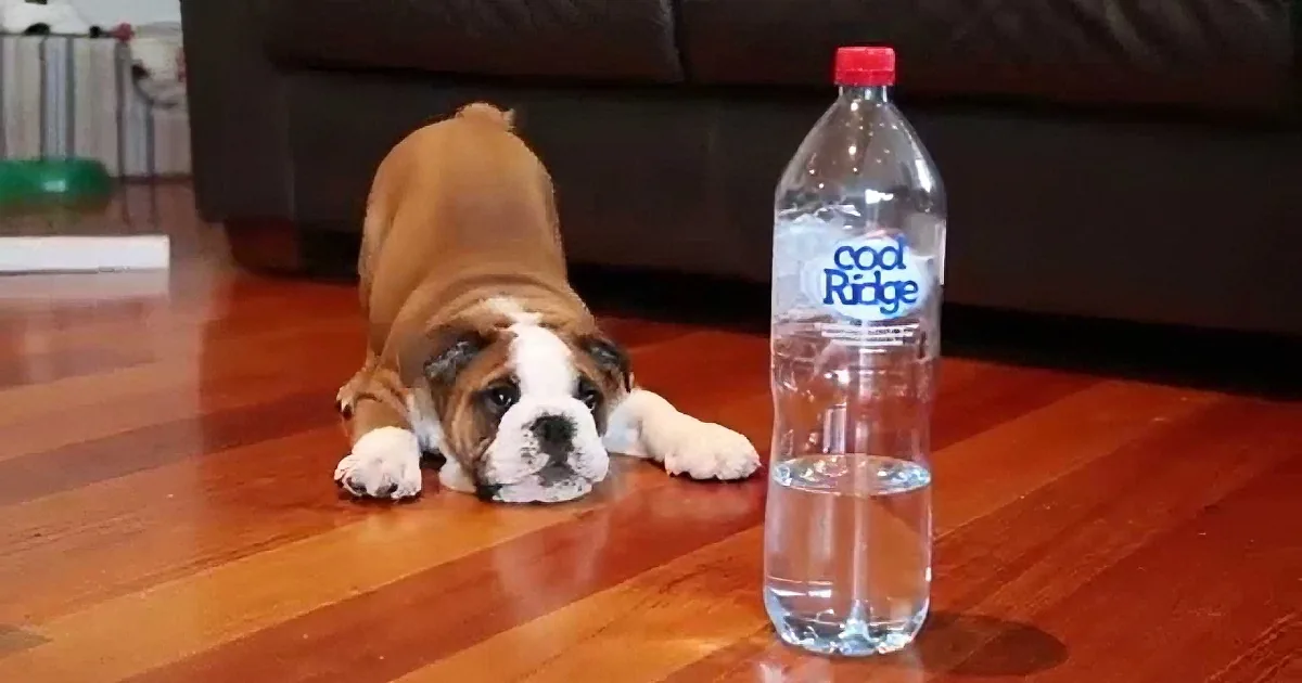 Adorable Bulldog Puppy Takes on Water Bottle, Water Bottle Is Not Fazed... Hilarious!