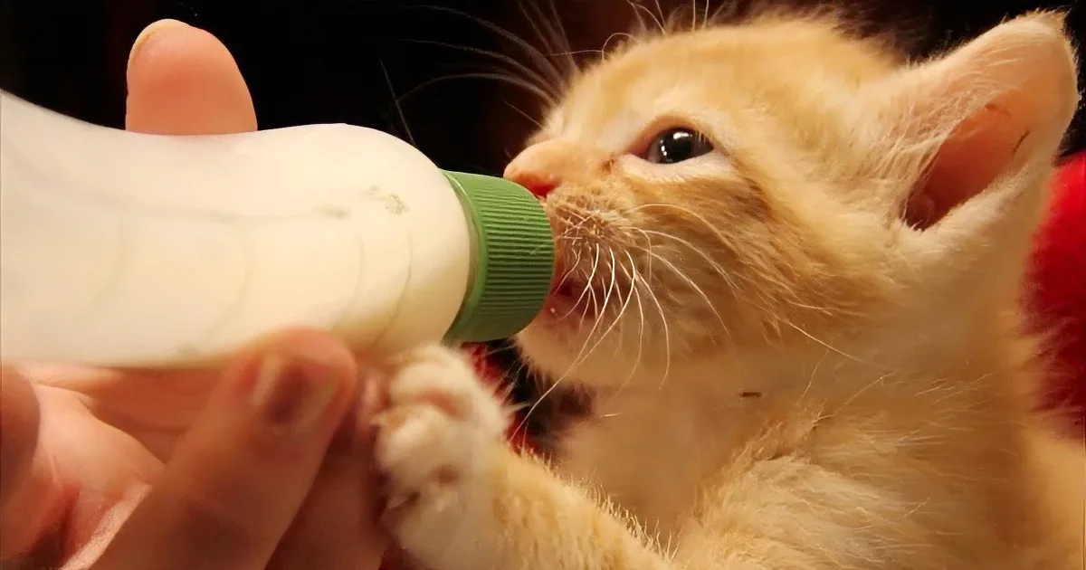 A fluffy orange kitten is being bottle-fed by a person's hand.