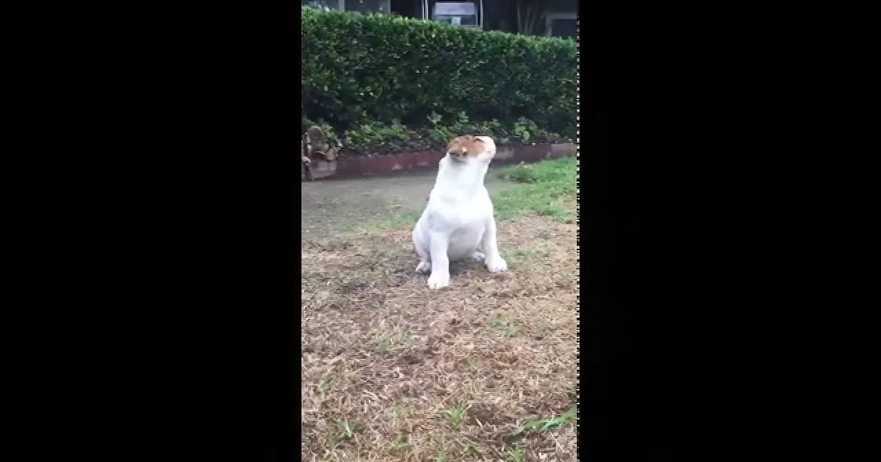 Puzzled Bulldog Puppy Has No Freakin'' Clue Where the Rain Is Coming From... and He''s Adorable!