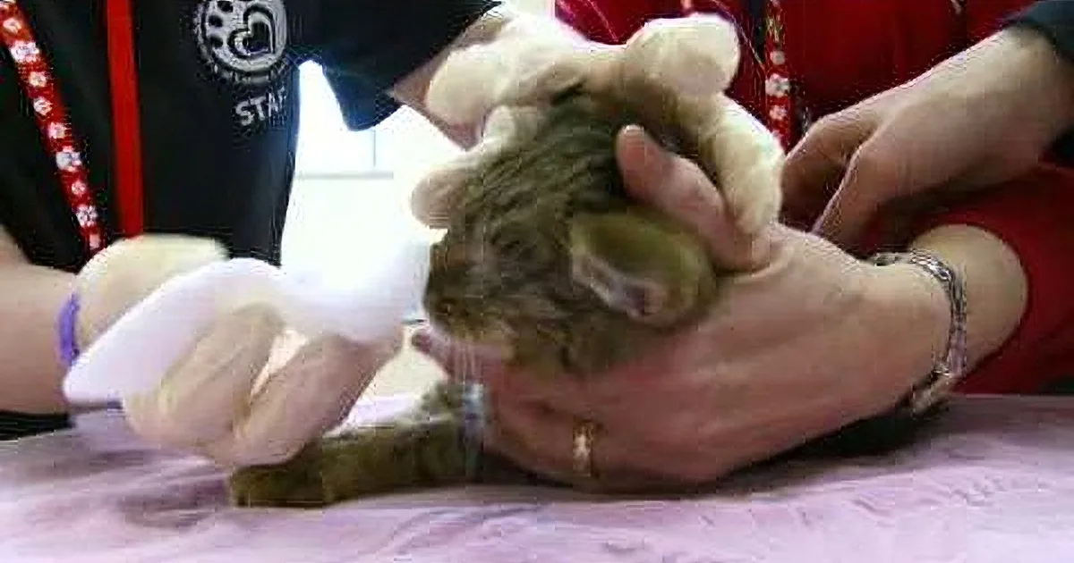 Frozen Kitten Was Saved From Severe Hypothermia, and Given a Fairy-Tale Ending! I''m Crying!