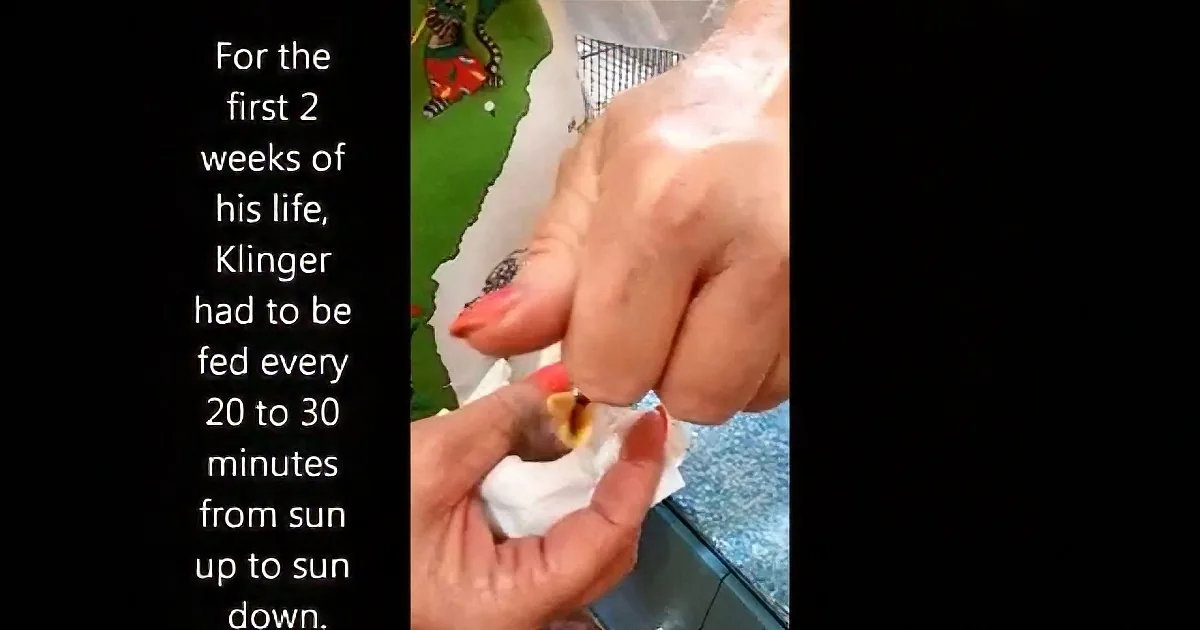 A baby's hand is being fed by a person, with text explaining feeding frequency and duration.