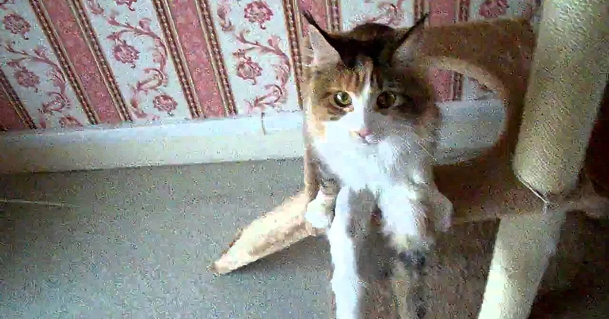This Cat Is Relaxing on His Kitty Condo, but Wait Until You Notice This! I''m Shocked!