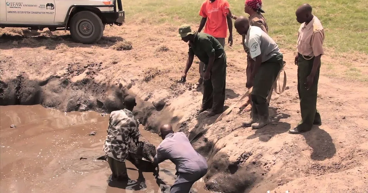 This Baby Elephant Fell Into a Mud Hole and Was Trapped... Crying for Help! Then a Miracle Happened.