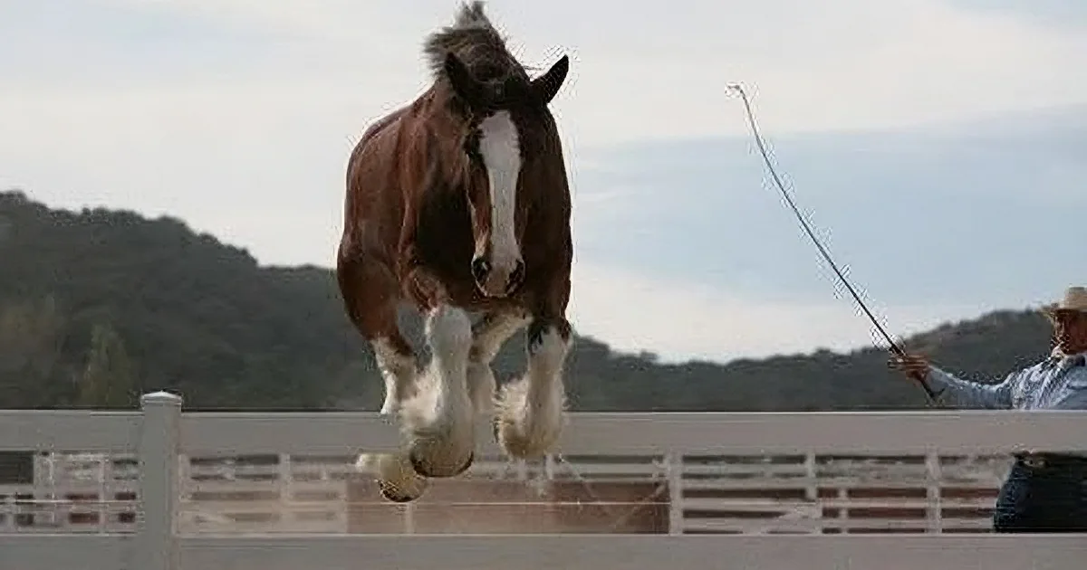 11 Horses Stood in Line. Then They Started Doing This! Whoa!