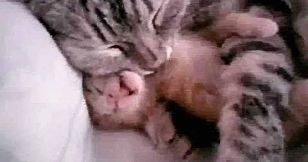 A cat is curled up and sleeping, with its head resting on a white surface.