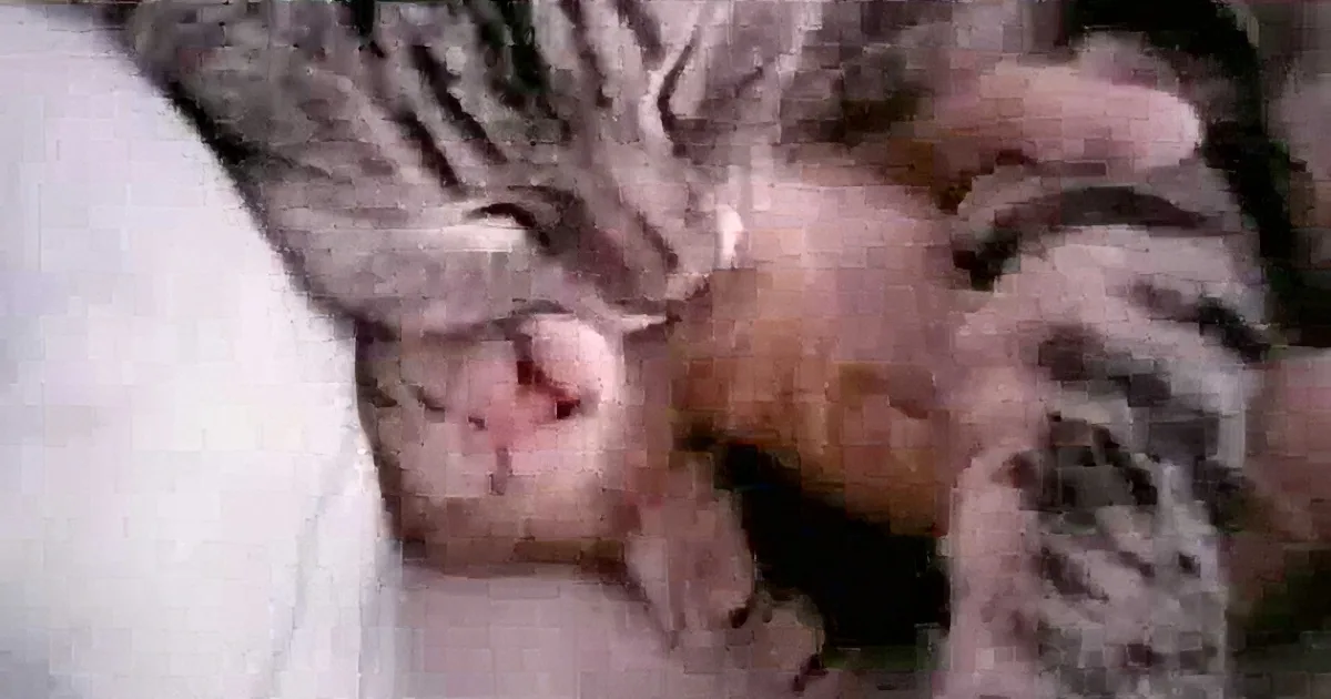This Kitten Is Having a Bad Dream. Wait Till You See What Mom Does!