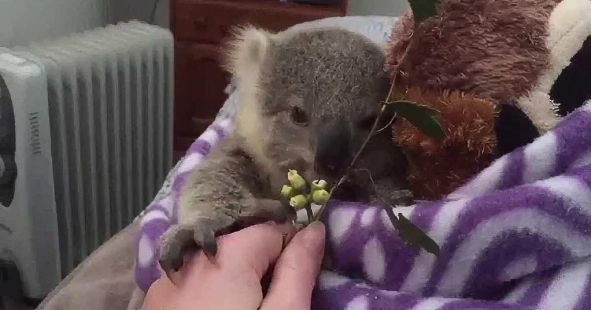 A koala joey is being gently held and fed by a person, surrounded by a cozy blanket and a stuffed animal.