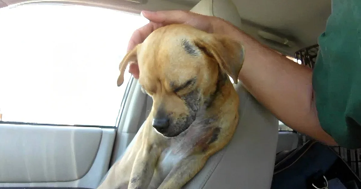 A person holds a light brown dog with a black patch on its head in a car.