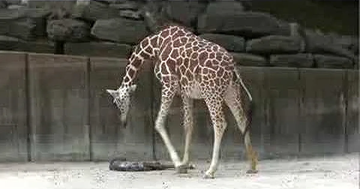 A giraffe is bending down, possibly to drink or eat something on the ground.