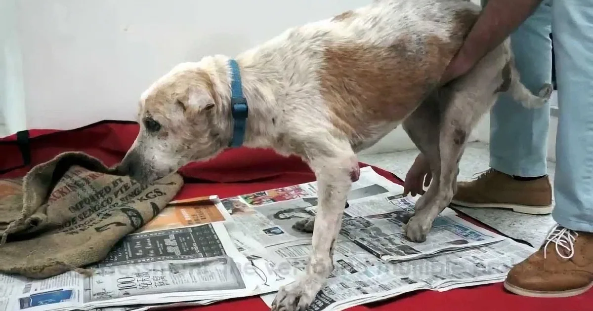 A dog with a blue collar is lying on a red blanket with newspapers underneath.