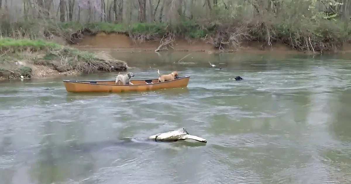 Two dogs in a canoe on a river with a third dog swimming nearby.