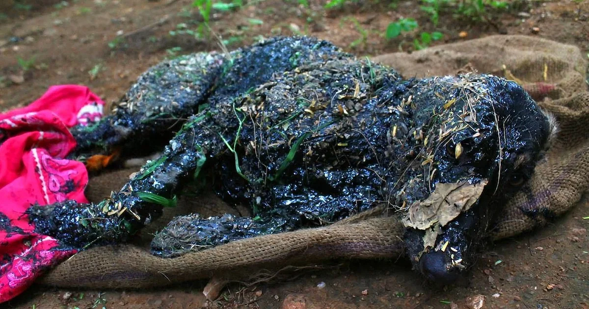 They Found This Dog Covered in Hot Tar. What They Did Next? God Bless ''Em!