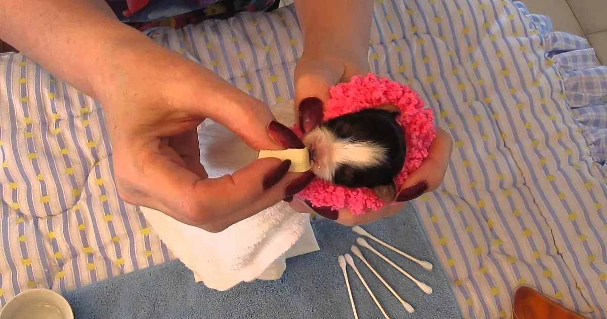 A person is holding a small black and white guinea pig wearing a pink knitted hat, feeding it a piece of food.
