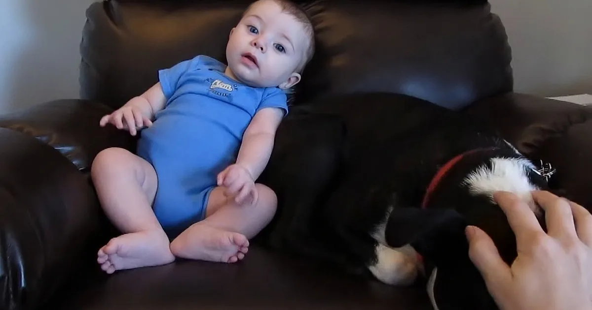 A baby in a blue onesie lies on a brown leather couch next to a black and white dog.