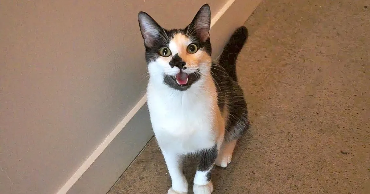A calico cat with a surprised expression stands on a brown floor, looking up.