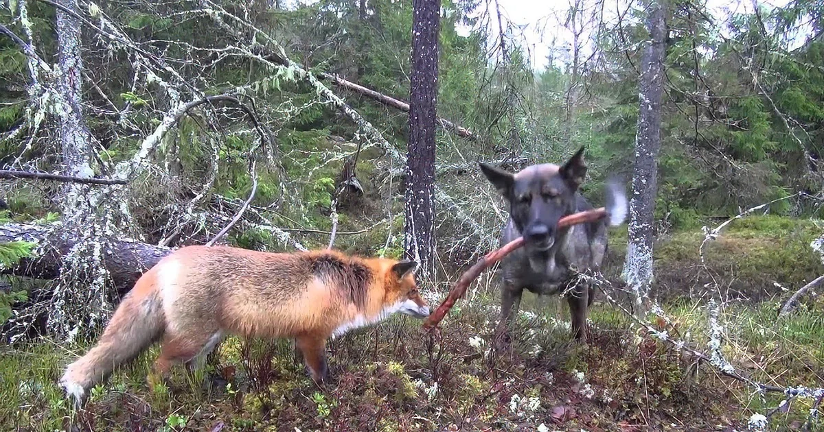 Dog Sneaks up on a Fox. What Happens Next? Adorable!