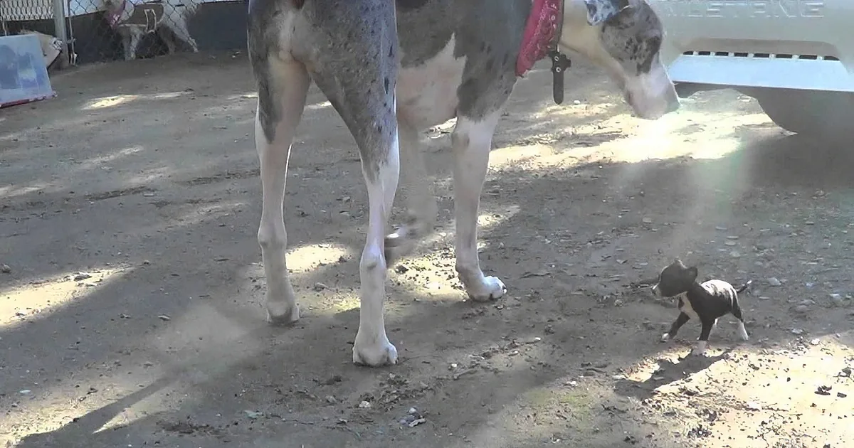 A large dog stands with a small puppy near its legs on a dirt ground.