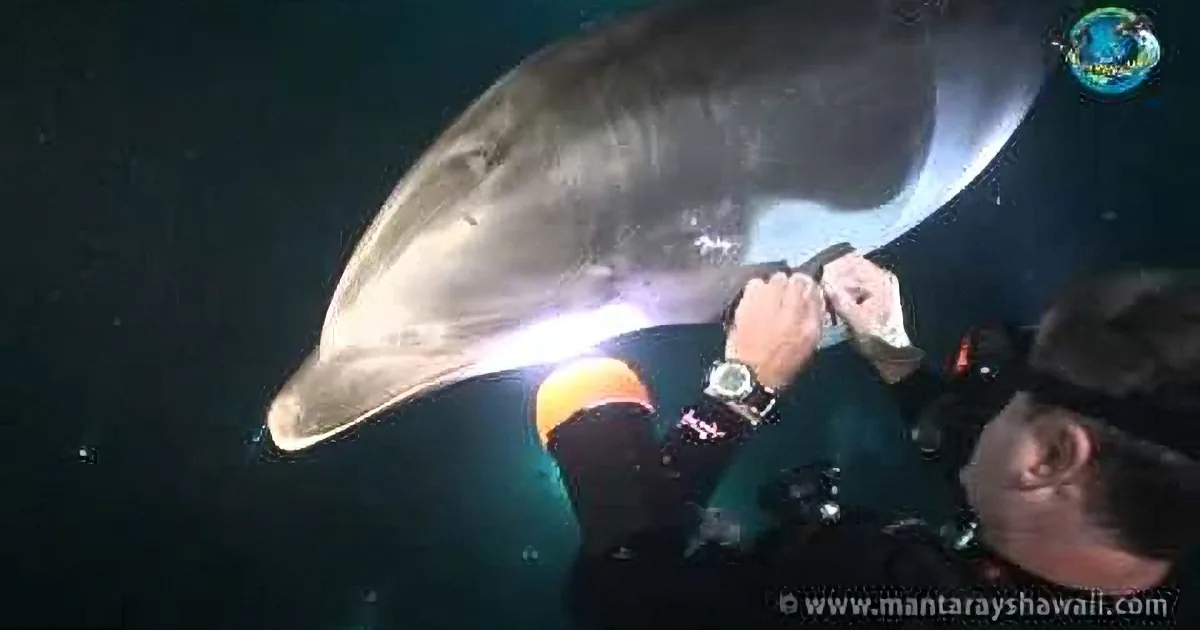 A diver interacts closely with a dolphin underwater, holding its fin.