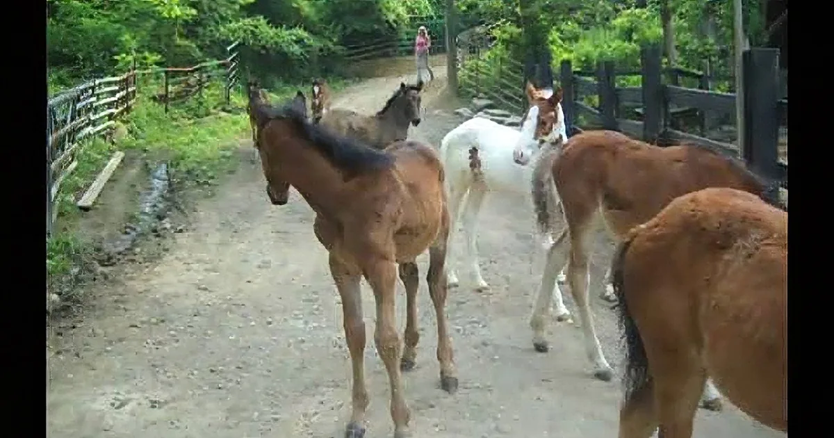 These Poor Horses Would Be Dead Now if This Woman Hadn''t Done This! Wow!