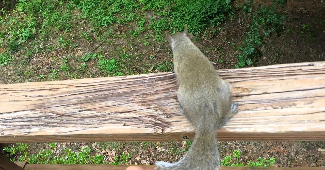 This Squirrel Will Wriggle Her Way Into Your Heart