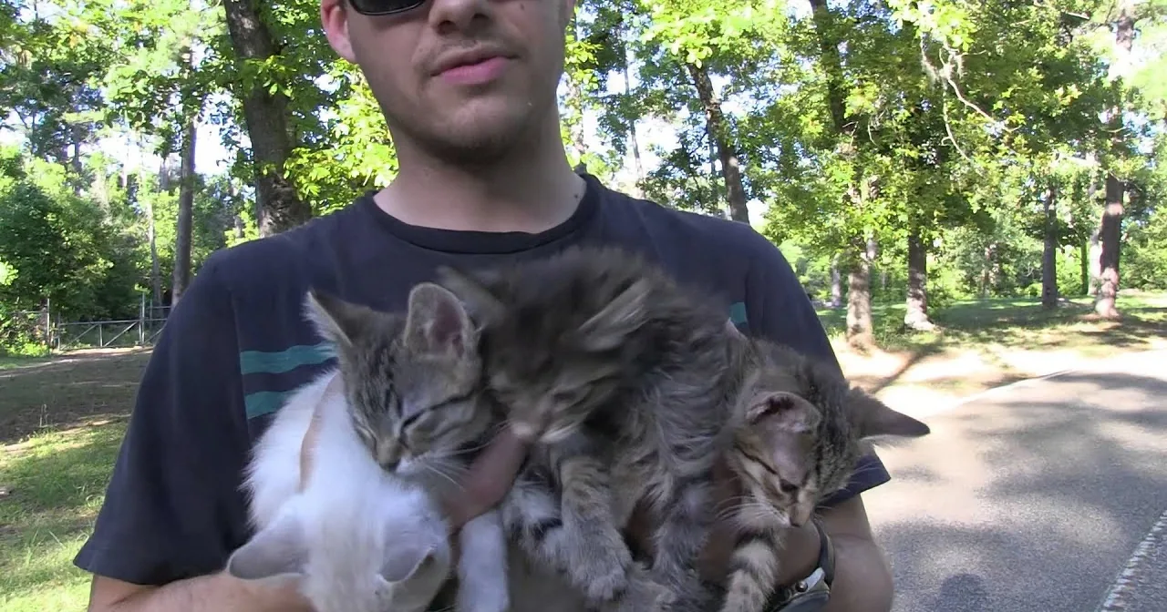 A person holds three cats, two white and one gray, in a park setting with trees and sunlight.