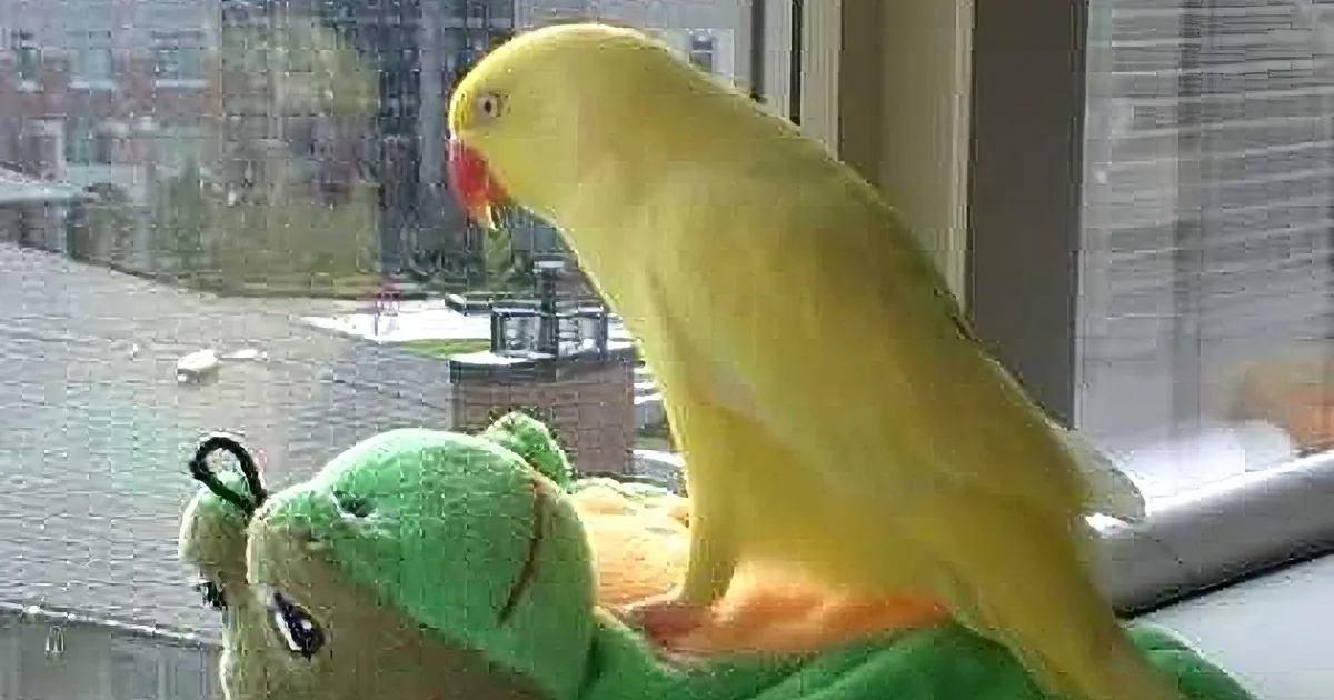 What This Parrot Says to This Stuffed Toy Will Have You in Stitches!
