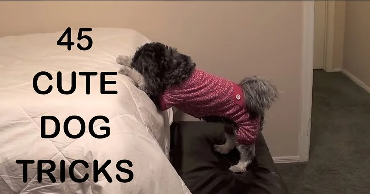A small dog in a red sweater is climbing onto a bed, showcasing a cute dog trick.