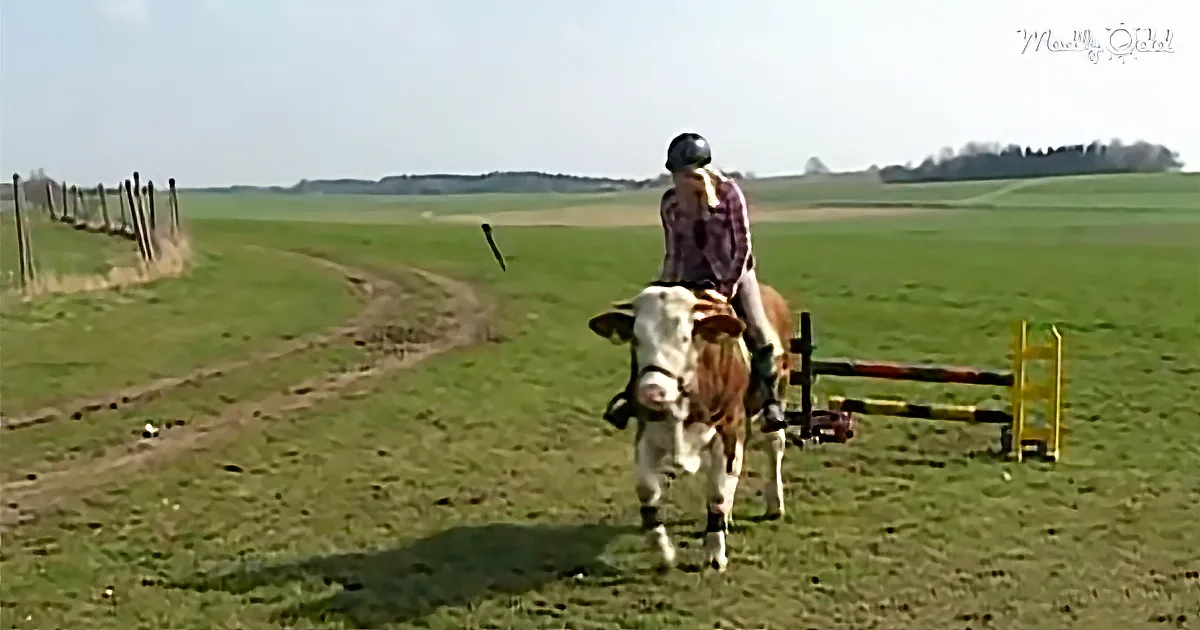 Girl Wasn''t Allowed a Horse, so She Trained Her Cow in Dressage