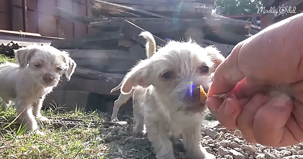 They Thought They Were Rescuing a Mom and Her Baby Dogs, but Were They in for a Surprise