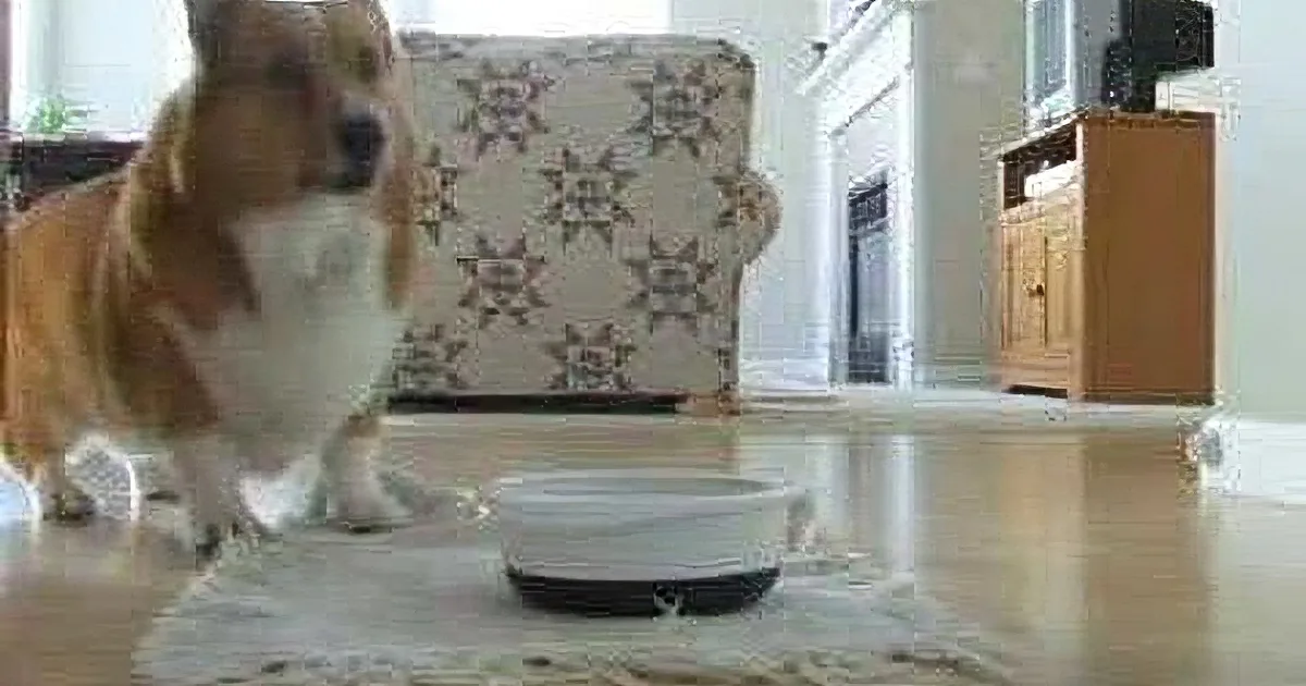 You Won''t Believe What This Dog Does Before He Eats! Too Cute for Words!