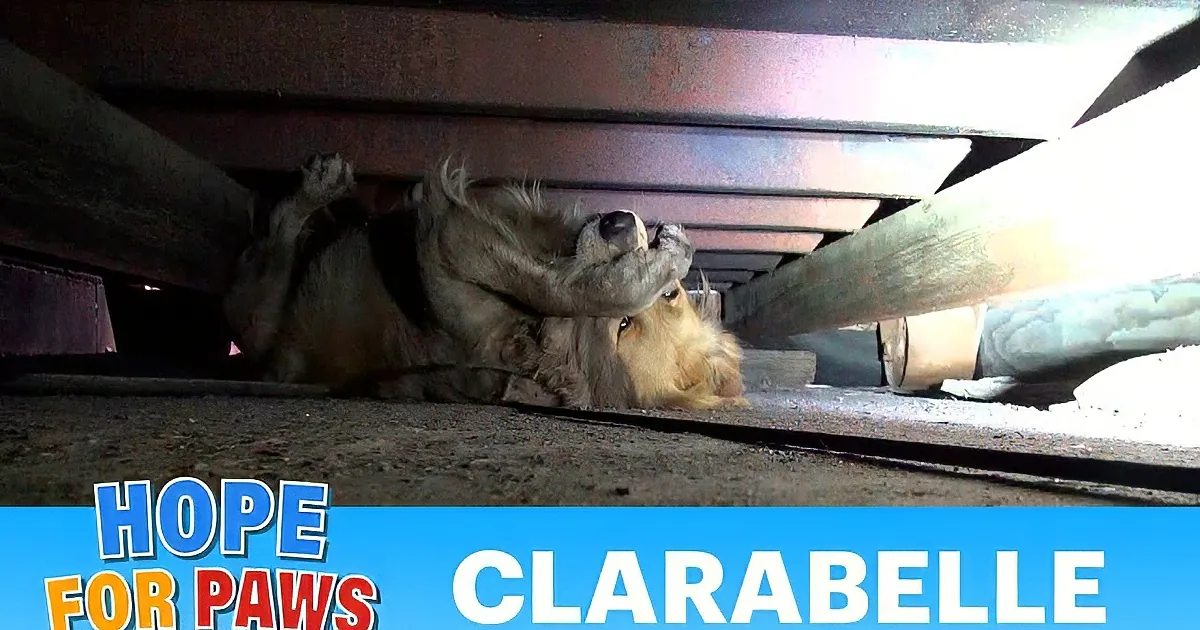 This Dog''s Reaction After Being Rescued Will Have You Speechless!