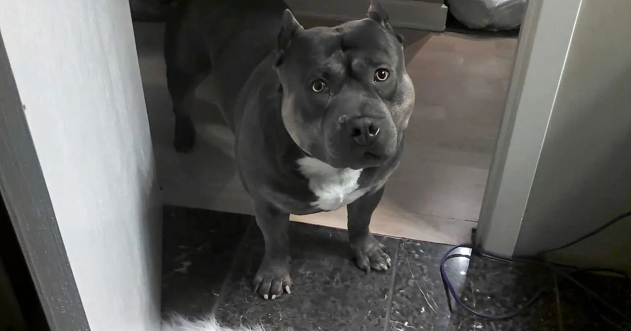 A muscular gray dog with a white patch stands at a doorway, looking directly at the camera.