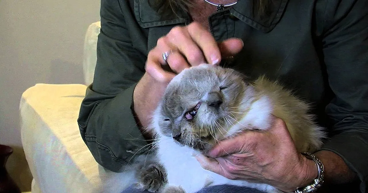 A person gently holds and examines a small, fluffy cat with a white and brown coat.
