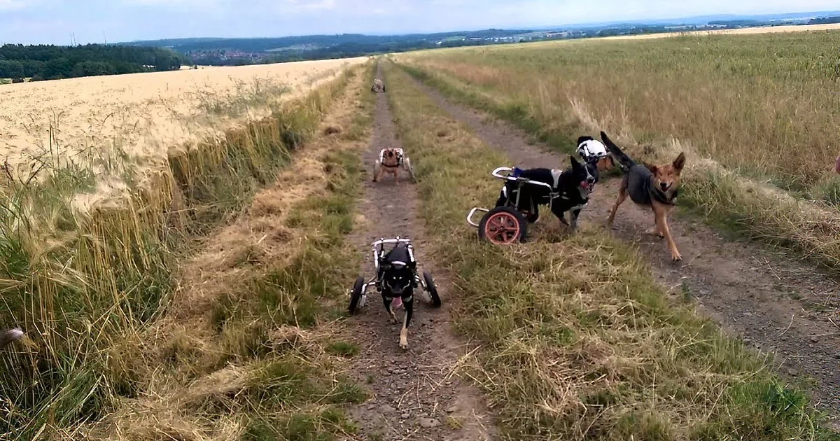 Disabled Dogs Get Wheelchairs, so They Can Run and Play Too!