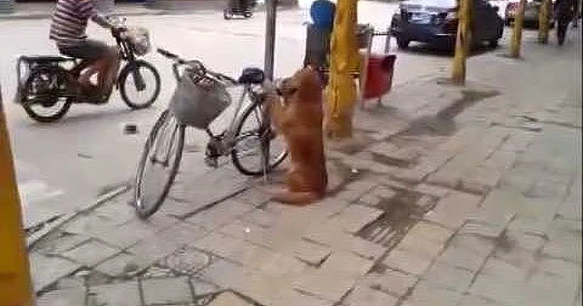 This Guard Dog Is Not What You'd Expect. He Guards With Cuteness!
