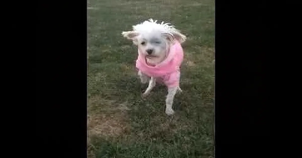 A small white dog wearing a pink sweater stands on grass, looking slightly to the side.