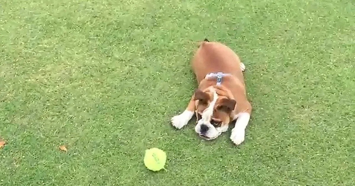 British Bulldog Loves to Play Fetch but Can''t Slow Down When He Runs. Hilarious!