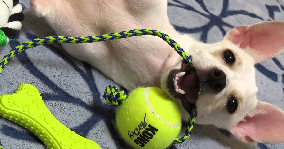 A white dog with pink ears plays with a yellow Kong toy and a rope on a blue patterned carpet.